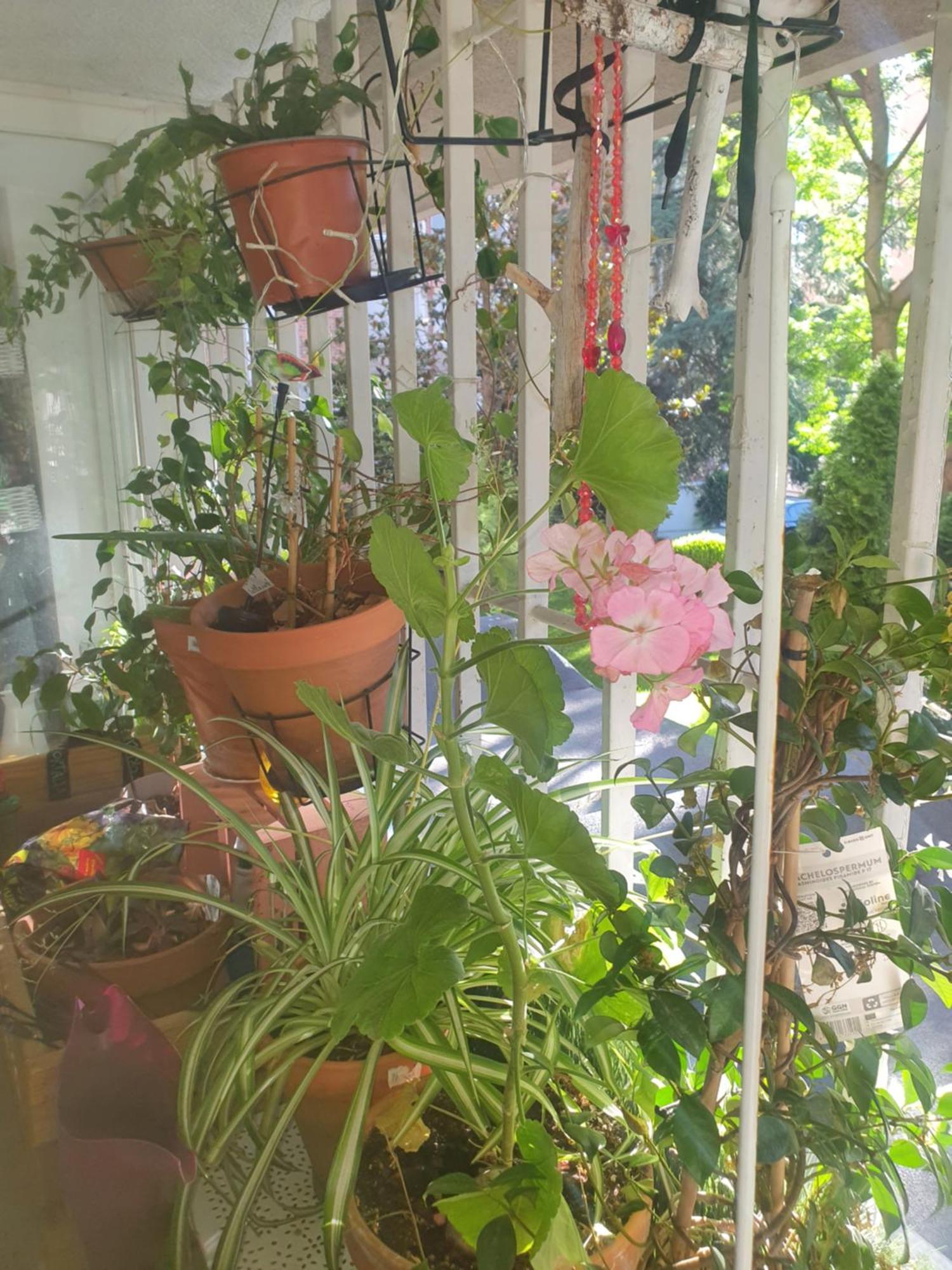 Libros Y Plantas A 5 Minutos Del Centro En Bus Daire Madrid Dış mekan fotoğraf